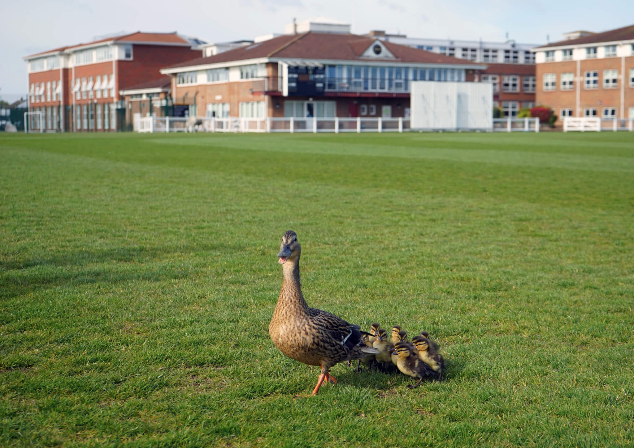 Ducks01